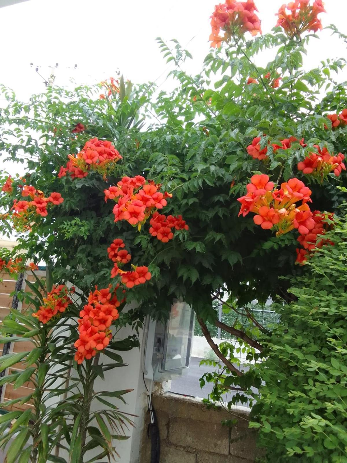 Vila Hergi Саранде Екстериор снимка
